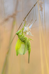 Great green bush-cricket molting