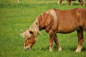Naklejka na ściany i meble A Male Flaxen Chestnut Horse Stallion Colt Grazing in a Pasture Meadow on a Sunny Day