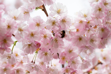 Sakura or Cherry Blossom or Japanese Cherry flower Order name is Rosales, Family is Rosaceae blooming in the garden.