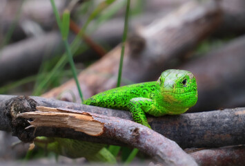 Naklejka na ściany i meble Green lizard on branch, green lizard sunbathing on branch, green lizard climb on wood, Jubata lizard