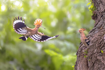 Two Eurasian hoopoes feeding on nesting site