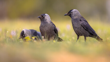 Western jackdaw group on bright background