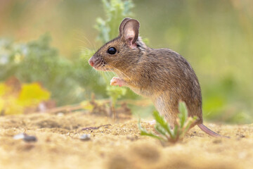 Wood Mouse in Natural Environment with Plants