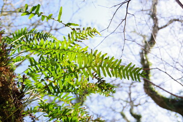 green leaves against sky