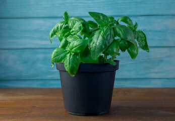 Black pot of basil on wooden top, light blue wood background