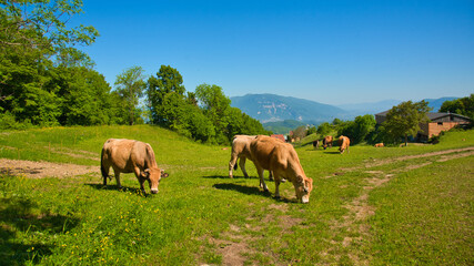Naklejka na ściany i meble Landschaft bei Ontex in Savoie in Frankreich