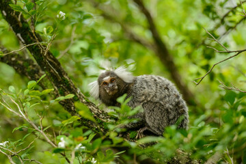 White tufted marmoset, Callithrix jacchus, small monkey that inhabits Brazilian forests.