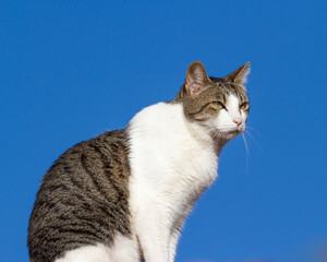 Naklejka na ściany i meble White and brown cat sitting on a roof with a blue background.