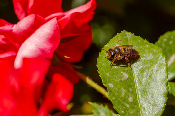 Fototapete bei efototapeten.de bestellen   