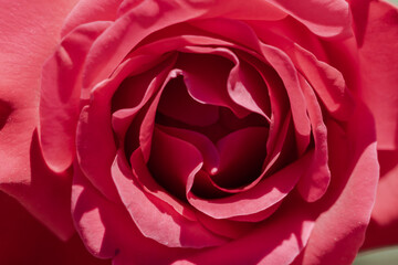 Red and pink petals with yellow petals. Macro photo of petals of a rose.