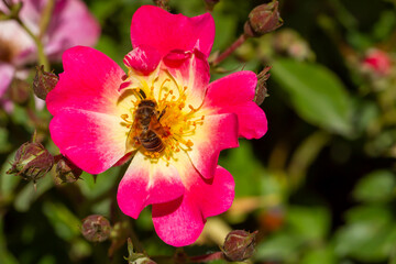 Fototapete bei efototapeten.de bestellen   