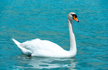Graceful white swan on a background of turquoise water