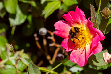 Fototapete bei efototapeten.de bestellen   