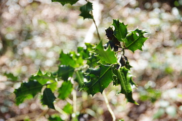 Fototapeta na wymiar leaves of vine