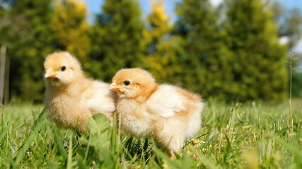 two little chickens