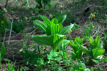 forest flowers and plants. landscape. meadows. Still life for postcards. forest clearing. the concept of nature.