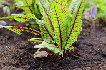 Blood Veined Sorrel Growing in Raised Bed