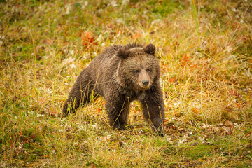 Fototapeta na wymiar brown bear cub (Ursus arctos) in autumn vegetation