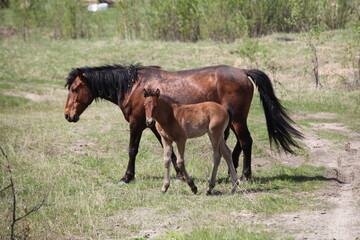 Horse and foal in a meadow in summer