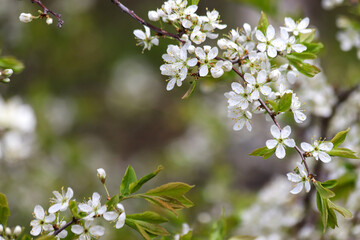 Branch of a blossoming fruit tree with beautiful white flowers on blurry green background. Photo with copy space