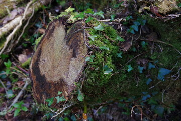 butterfly on the tree