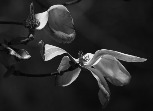 白木蓮の花 / Yulan magnolia 