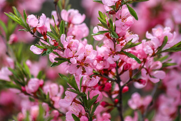 Blossoming branches of the dwarf Russian almond with beautiful pink flowers as a background