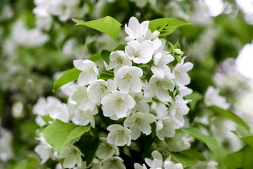 Blossoming branch of fruit tree with beautiful white flowers as a background