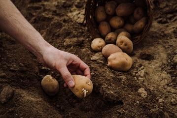 planting potato tubers in the ground, preparing for the garden season 5
