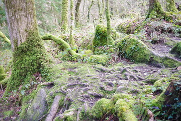 moss on the rocks