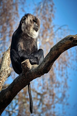 Bartaffe oder Wanderu ( Macaca silenus ).