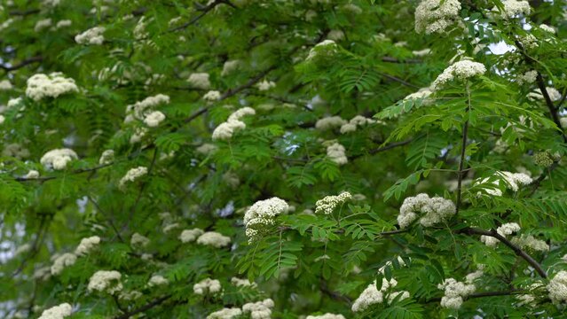 Flowering Rowan in spring (Sorbus aucuparia) - (4K)