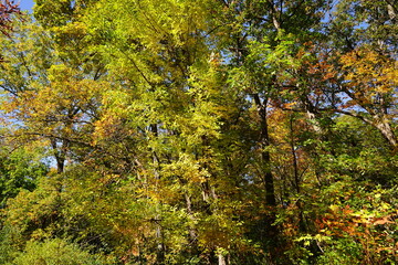 A lush autumn colored forest