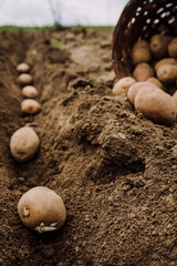 planting potato tubers in the ground, preparing for the garden season