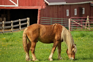 A Male Flaxen Chestnut Horse Stallion Colt Grazing in a Pasture Meadow with Red Barn in Background
