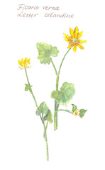 blooming spring pilewort, ficaria verna, lesser celandine, watercolor botanical sketch