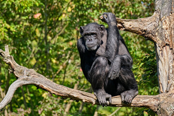 Westafrikanischer Schimpanse ( Pan troglodytes verus ).