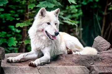 Polarwolf , Wei&szlig;wolf oder arktischer Wolf ( Canis lupus arctos ).