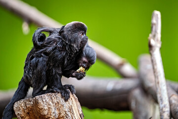 Springtamarin ( Callimico goeldii ).