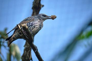 Star ( Sturnus vulgaris ).