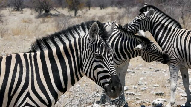 Close-up of two Zebras, african animals walking in the savannah of Etosha, Namibia. The zebras gnaw at each other.