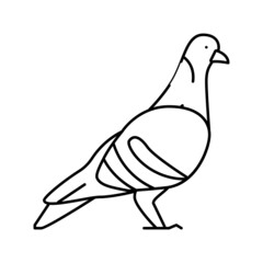 pigeon bird line icon vector illustration