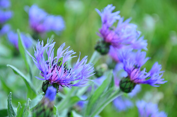 A blue Centaurea cyanus / Cornflower closeup	