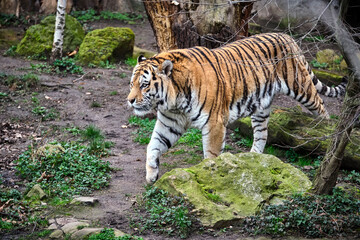 Fototapeta na wymiar Sibirischer Tiger ( Panthera tigris altaica ).