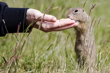 Fotobehang The ground squirrel, which eats a nut, is a protected animal that lives in ground squirrels. The rodent is a very friendly animal and sleeps in the burrow for up to 8 months a year © Petr