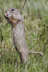 The ground squirrel, which eats a nut, is a protected animal that lives in ground squirrels. The rodent is a very friendly animal and sleeps in the burrow for up to 8 months a year