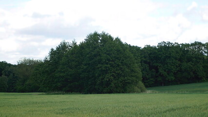 trees in the field