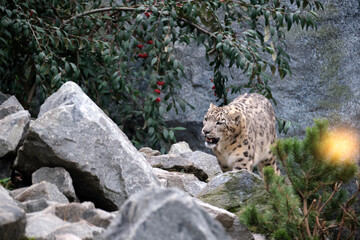 Schneeleopard ( Panthera uncia ).