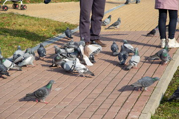 Birds are near the people's feet. Ducks and pigeons are fed by people