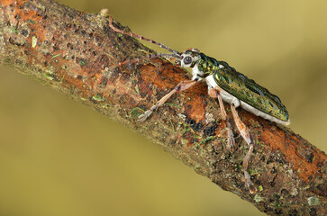 beetle on a stick